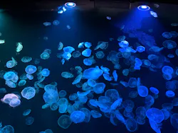 すみだ水族館に投稿された画像（2026/9/20）