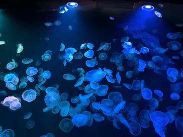 すみだ水族館に投稿された画像（2026/9/20）