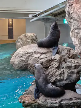 京都水族館に投稿された画像（2026/9/20）