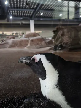 京都水族館に投稿された画像（2026/9/20）