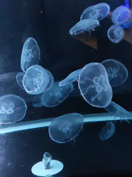 京都水族館に投稿された画像（2026/9/20）