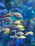 大分マリーンパレス水族館 「うみたまご」に投稿された画像（2026/9/20）