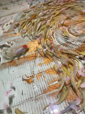 深堀隆介展―『金魚の唄』（きんぎょのうた）―山田憲司・北川啓介との共創に投稿された画像（2026/9/20）