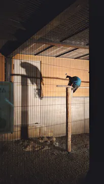 いしかわ動物園に投稿された画像（2026/9/20）