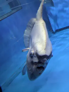 アクアワールド茨城県大洗水族館に投稿された画像（2026/9/20）