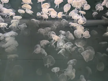 アクアワールド茨城県大洗水族館に投稿された画像（2026/9/20）