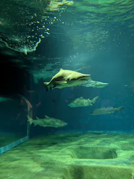 アクアワールド茨城県大洗水族館に投稿された画像（2026/9/20）