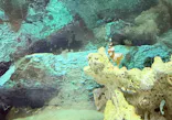 すさみ町立エビとカニの水族館に投稿された画像（2026/9/20）
