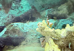 すさみ町立エビとカニの水族館に投稿された画像（2026/9/20）