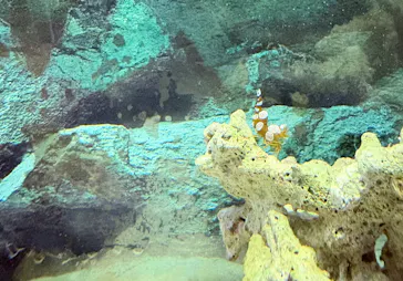 すさみ町立エビとカニの水族館に投稿された画像（2026/9/20）