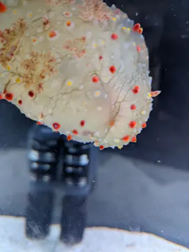 越前松島水族館に投稿された画像（2026/9/20）