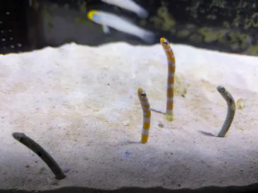 越前松島水族館に投稿された画像（2026/9/20）