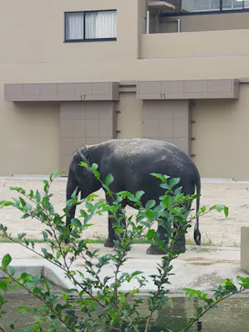 天王寺動物園に投稿された画像（2026/9/20）