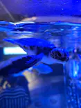 すみだ水族館に投稿された画像（2026/9/20）