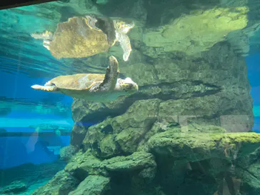 名古屋港水族館に投稿された画像（2026/9/20）