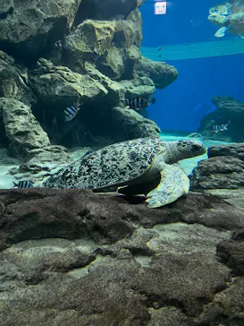 名古屋港水族館に投稿された画像（2026/9/20）