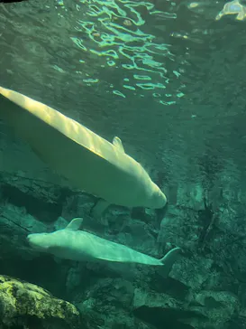 名古屋港水族館に投稿された画像（2026/9/20）