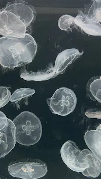 仙台うみの杜水族館に投稿された画像（2026/9/20）