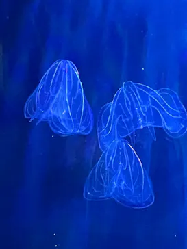 マリンワールド海の中道に投稿された画像（2026/9/20）