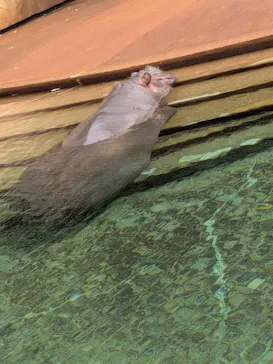名古屋市東山動植物園に投稿された画像（2026/9/20）