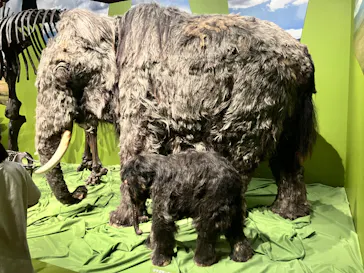 特別展「氷河期展　人類が見た４万年前の世界」（福岡会場）に投稿された画像（2026/9/20）