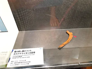 特別展「氷河期展　人類が見た４万年前の世界」（福岡会場）に投稿された画像（2026/9/20）