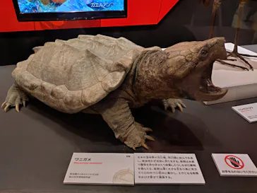 特別展「いきもの超ワールド展　国立科学博物館×ダーウィンが来た！」（国立科学博物館）に投稿された画像（2026/9/21）