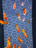 すみだ水族館に投稿された画像（2026/9/21）