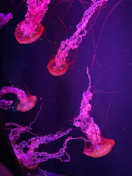 すみだ水族館に投稿された画像（2026/9/21）