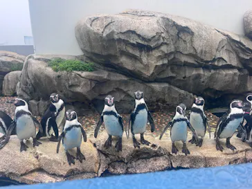 仙台うみの杜水族館に投稿された画像（2026/9/21）