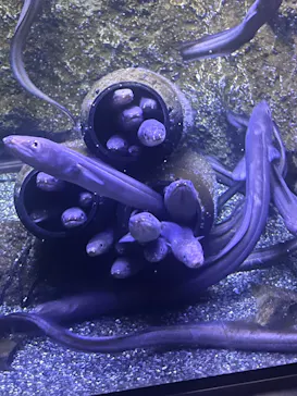 仙台うみの杜水族館に投稿された画像（2026/9/21）