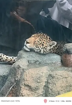 天王寺動物園に投稿された画像（2026/9/21）