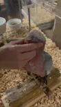 いきもの探検隊上尾に投稿された画像（2026/9/21）
