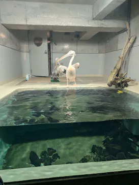 大分マリーンパレス水族館 「うみたまご」に投稿された画像（2026/9/21）