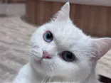 猫カフェPuchiMarry　イオンモール高岡店に投稿された画像（2026/9/21）