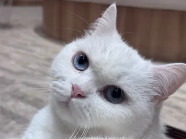 猫カフェPuchiMarry　イオンモール高岡店に投稿された画像（2026/9/21）