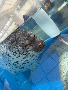 島根県立 しまね海洋館に投稿された画像（2026/9/21）