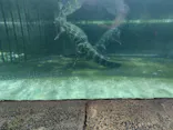 熱川バナナワニ園に投稿された画像（2026/9/21）
