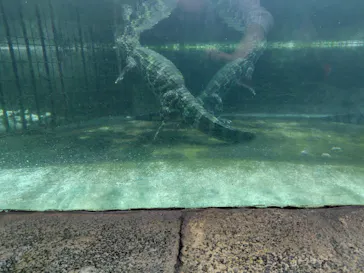 熱川バナナワニ園に投稿された画像（2026/9/21）