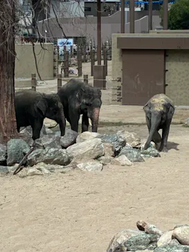 天王寺動物園に投稿された画像（2026/9/21）