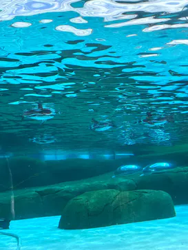 天王寺動物園に投稿された画像（2026/9/21）