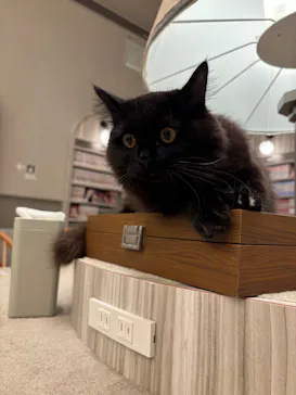猫カフェモカ　イオンモール高崎店に投稿された画像（2026/9/21）