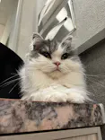 猫カフェモカ　イオンモール高崎店に投稿された画像（2026/9/21）