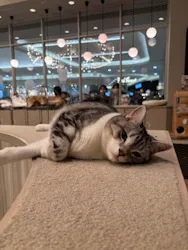 猫カフェモカ　イオンモール高崎店に投稿された画像（2026/9/21）