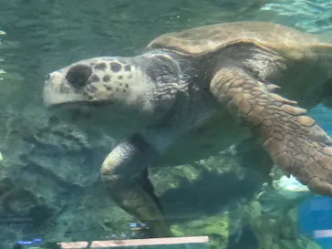 名古屋港水族館に投稿された画像（2026/9/21）