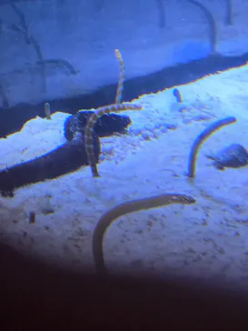 名古屋港水族館に投稿された画像（2026/9/21）