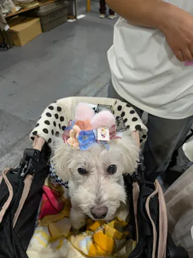 Pet博 大阪会場 Pet Exposition in Osakaに投稿された画像（2026/9/21）