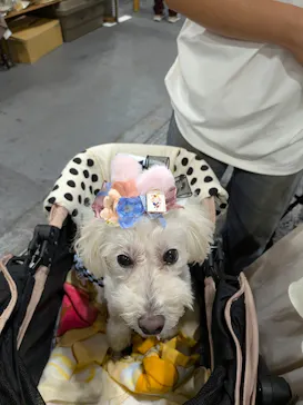 Pet博 大阪会場 Pet Exposition in Osakaに投稿された画像（2026/9/21）