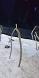 すみだ水族館に投稿された画像（2026/9/21）