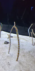 すみだ水族館に投稿された画像（2026/9/21）